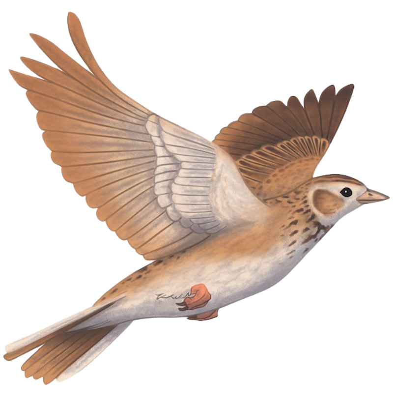 Skylark Illustration